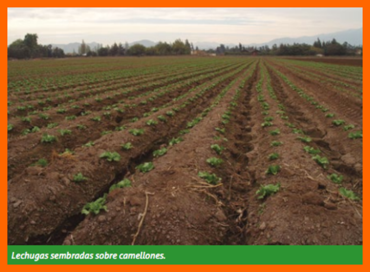 2. Los Camellones: Sistemas de Drenaje y Agricultura Elevada