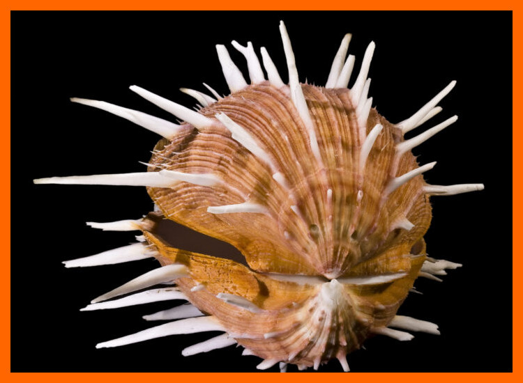 5. El Spondylus como Indicador de Jerarquía y Diferenciación Social