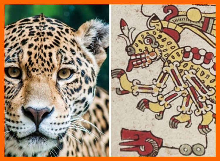 ¿Qué funciones y significados específicos se atribuyen a la representación del jaguar en los sellos y pintaderas del período de Integración?