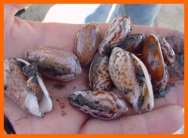 ¿Qué importancia cultural tenían las conchas marinas más allá de su valor económico?